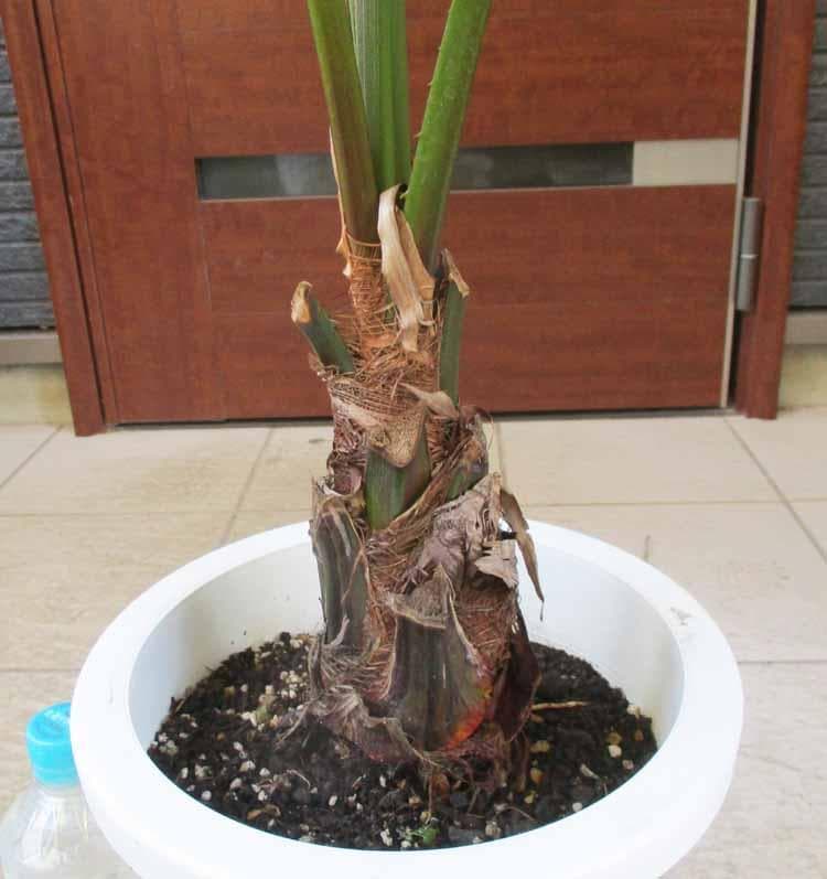 【現品】ビロウ椰子　ビロウヤシ　8号　2B番