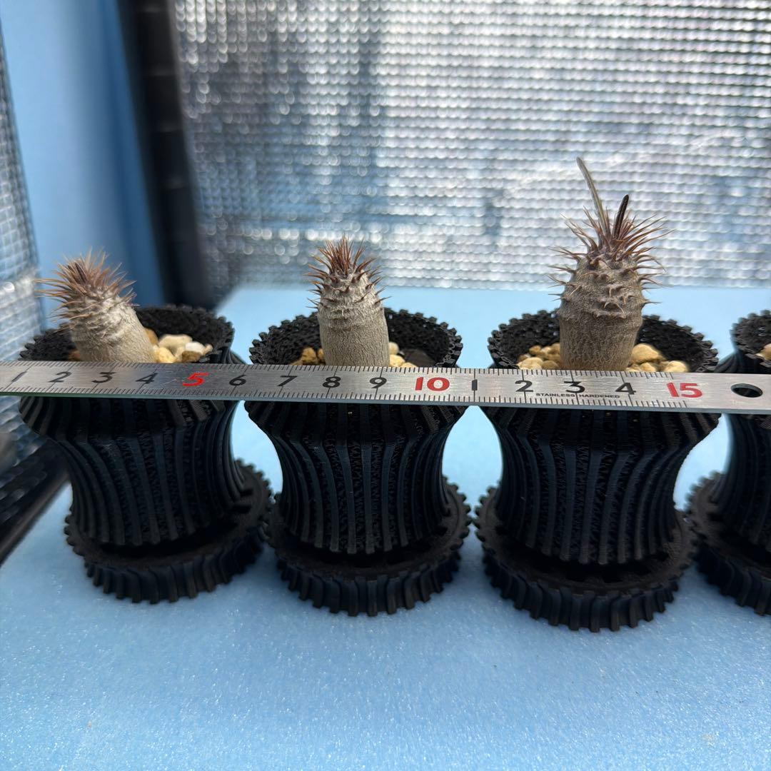 グラキリス　実生17 5株セット