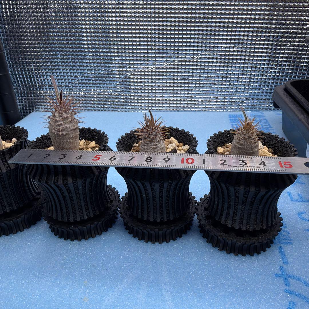 グラキリス　実生17 5株セット