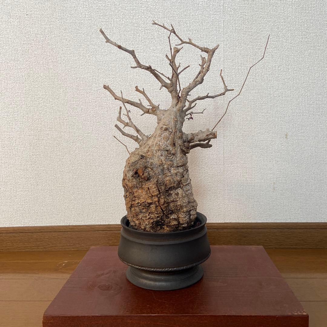 コレクション株　オペルクリカリア　パキプス 作家鉢　 田中元将さん