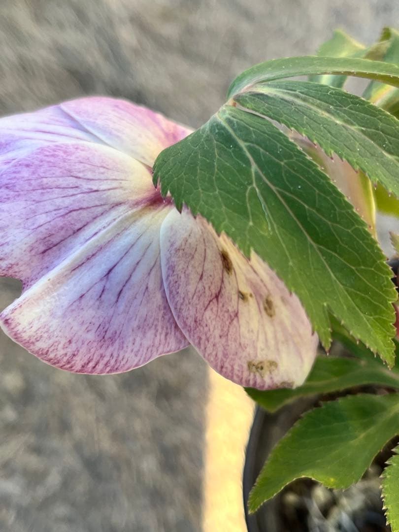 クリスマスローズ　認定タグ付き　ソレイユ　sd