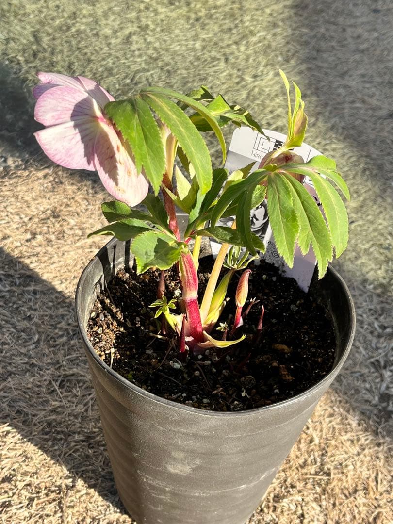 クリスマスローズ　認定タグ付き　ソレイユ　sd