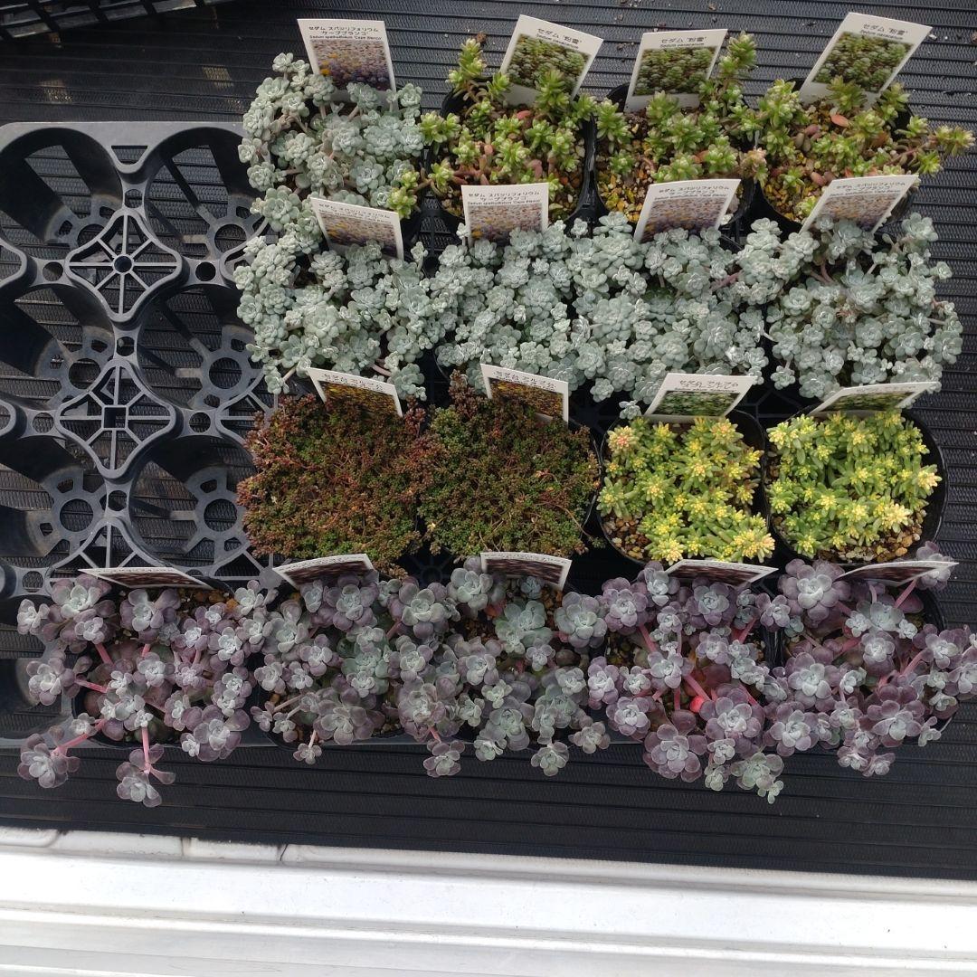 苺みるくさん専用