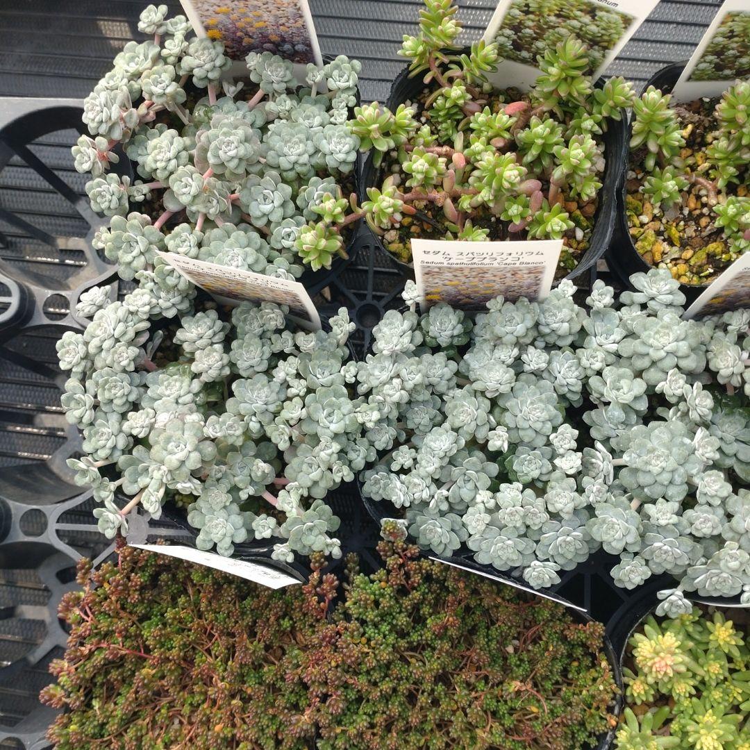 苺みるくさん専用