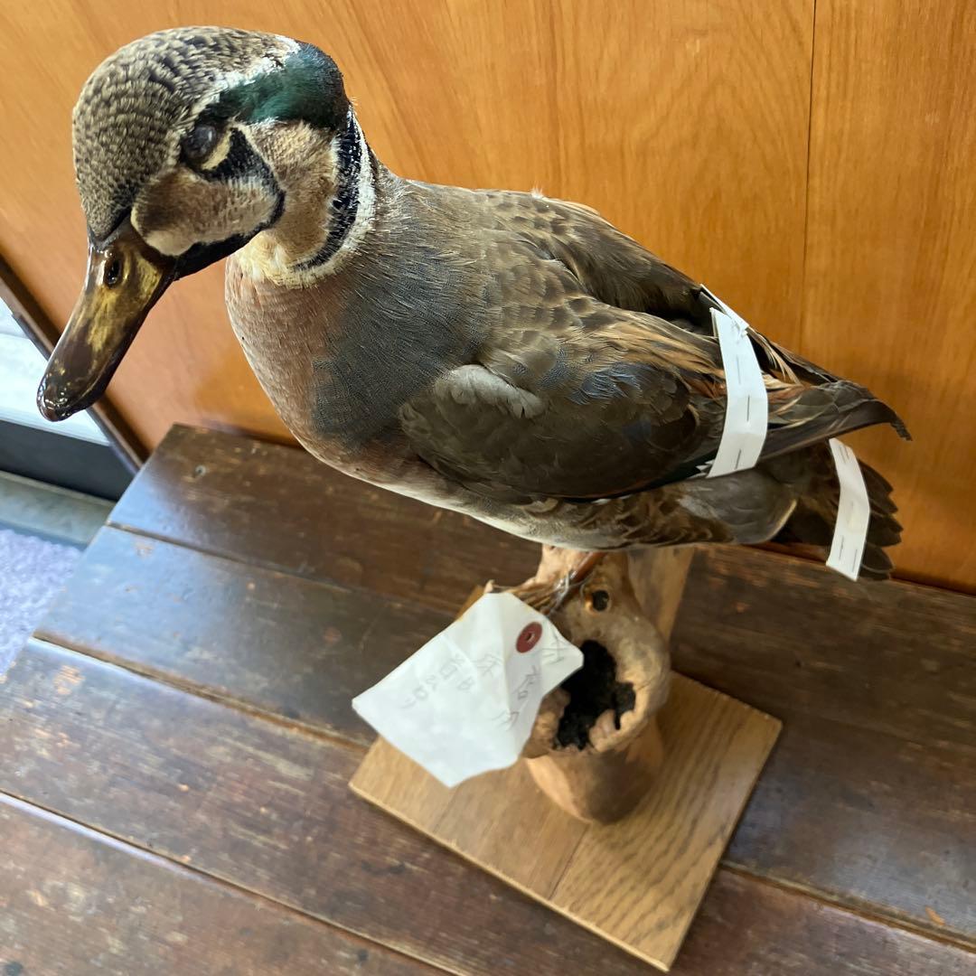 トモエガモ　剥製　カモ