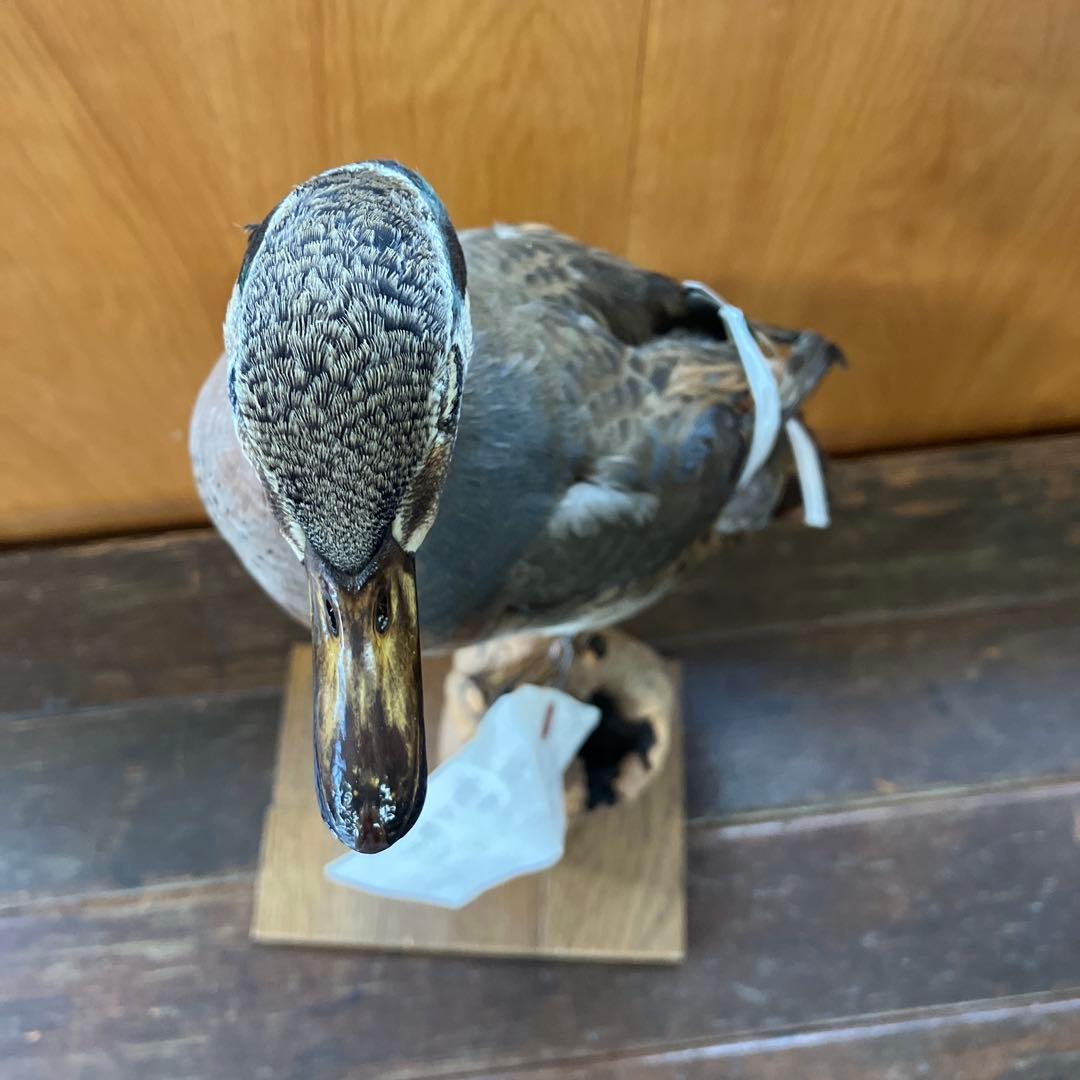トモエガモ　剥製　カモ