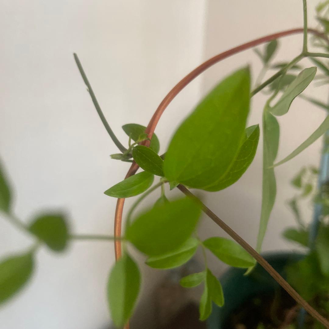 クレマチス　専用