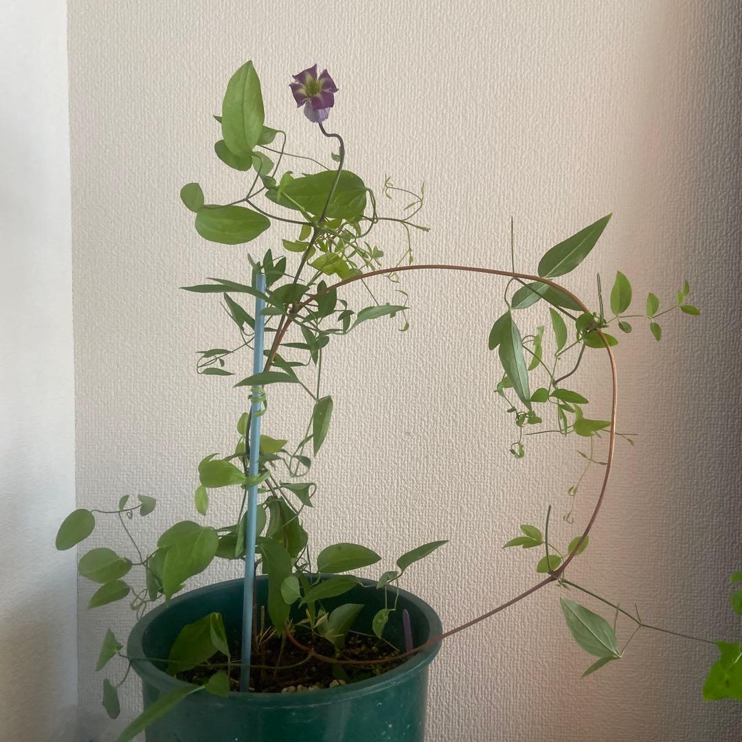 クレマチス　専用