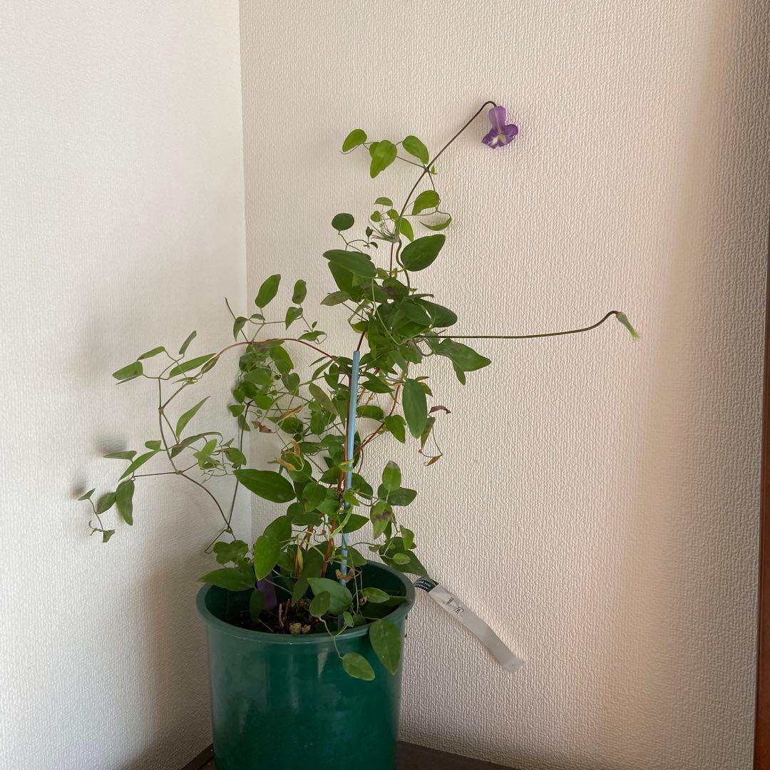 クレマチス　専用