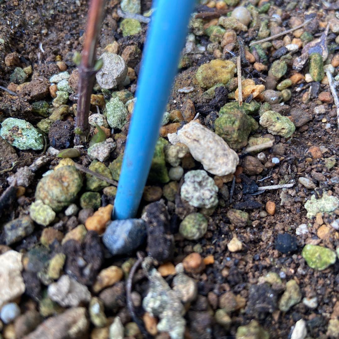 クレマチス　専用