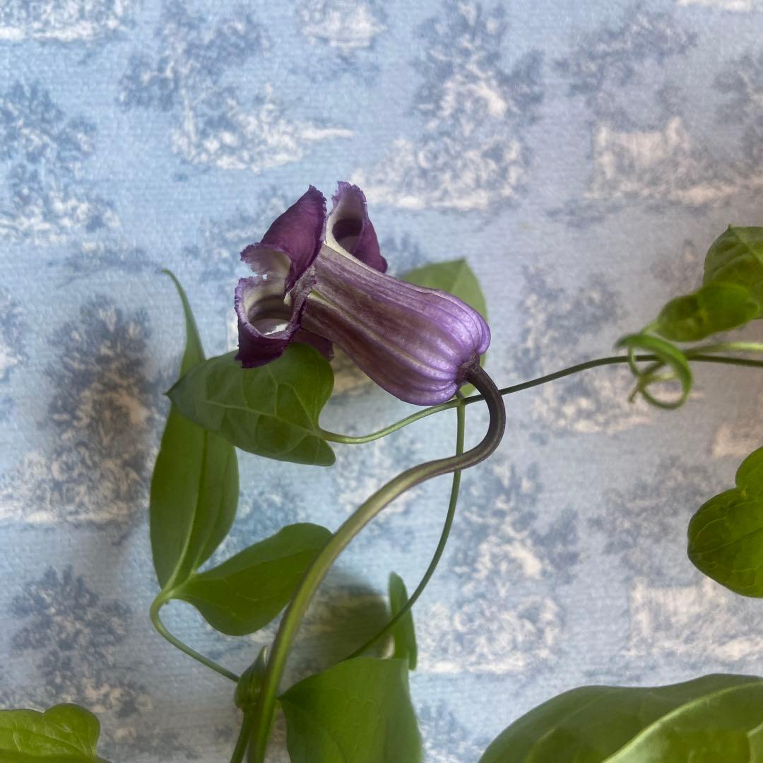 クレマチス　専用