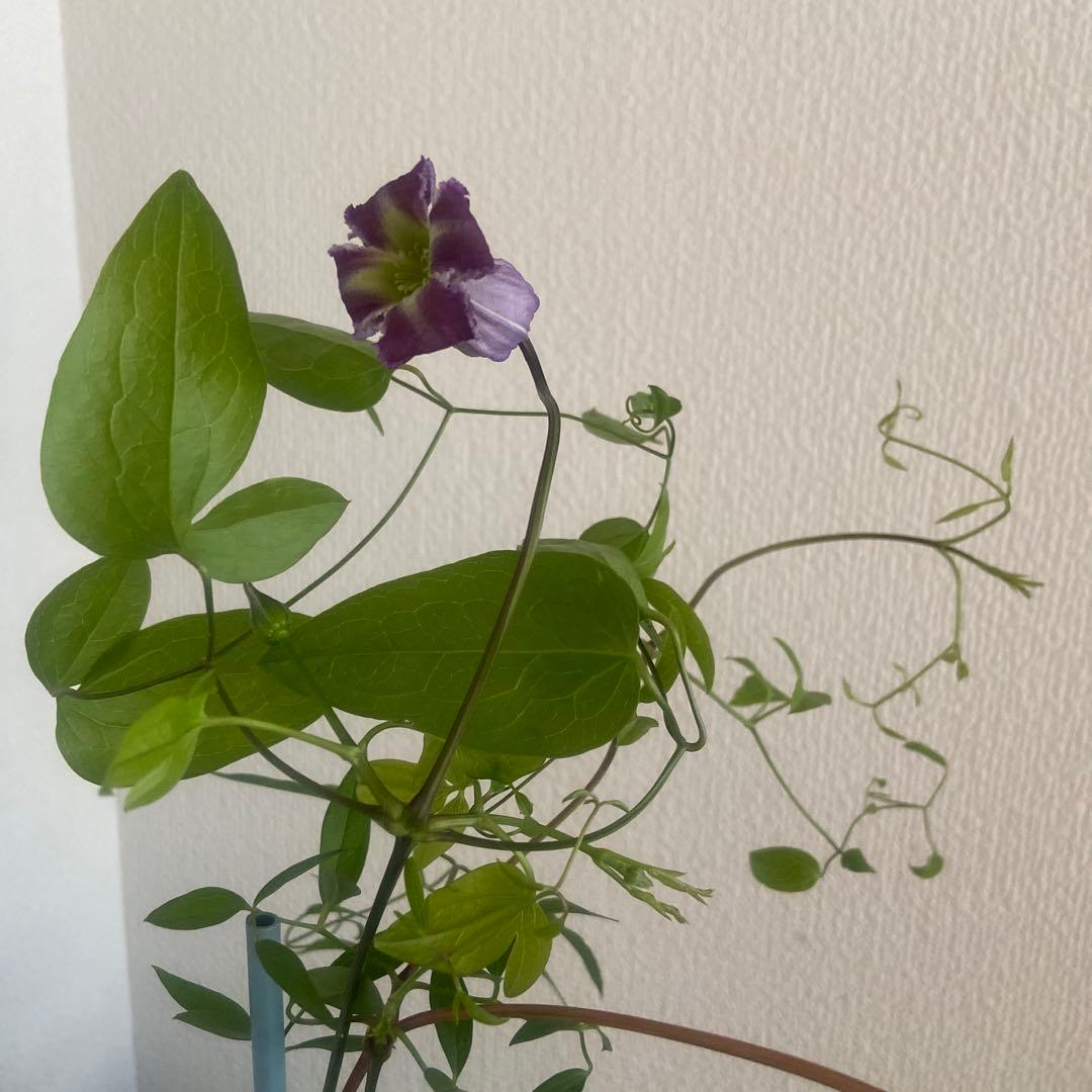 クレマチス　専用