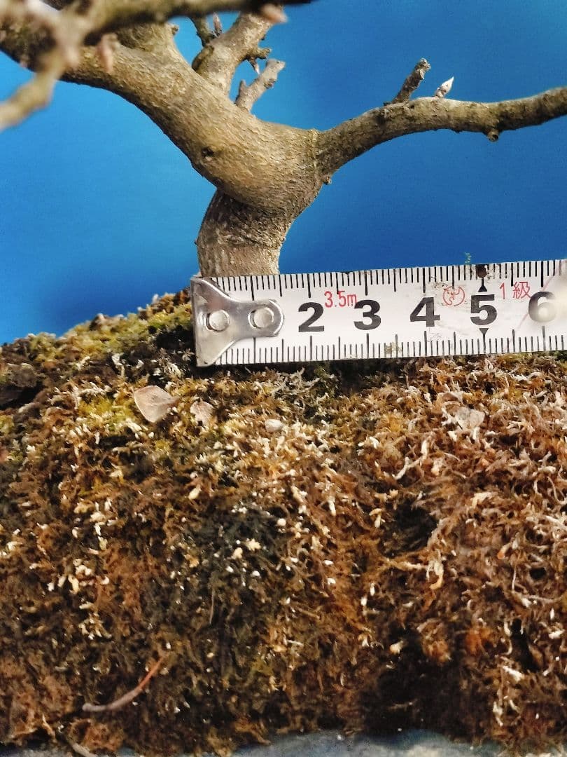 ✿Thaosiuu✿ 老爺柿 雌木 ロウヤガキ 盆栽 小葉性 (P)(Q)