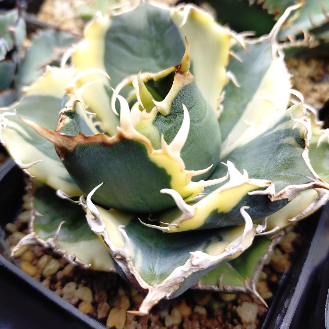 アガベ チタノタ 白鯨錦 発根済み