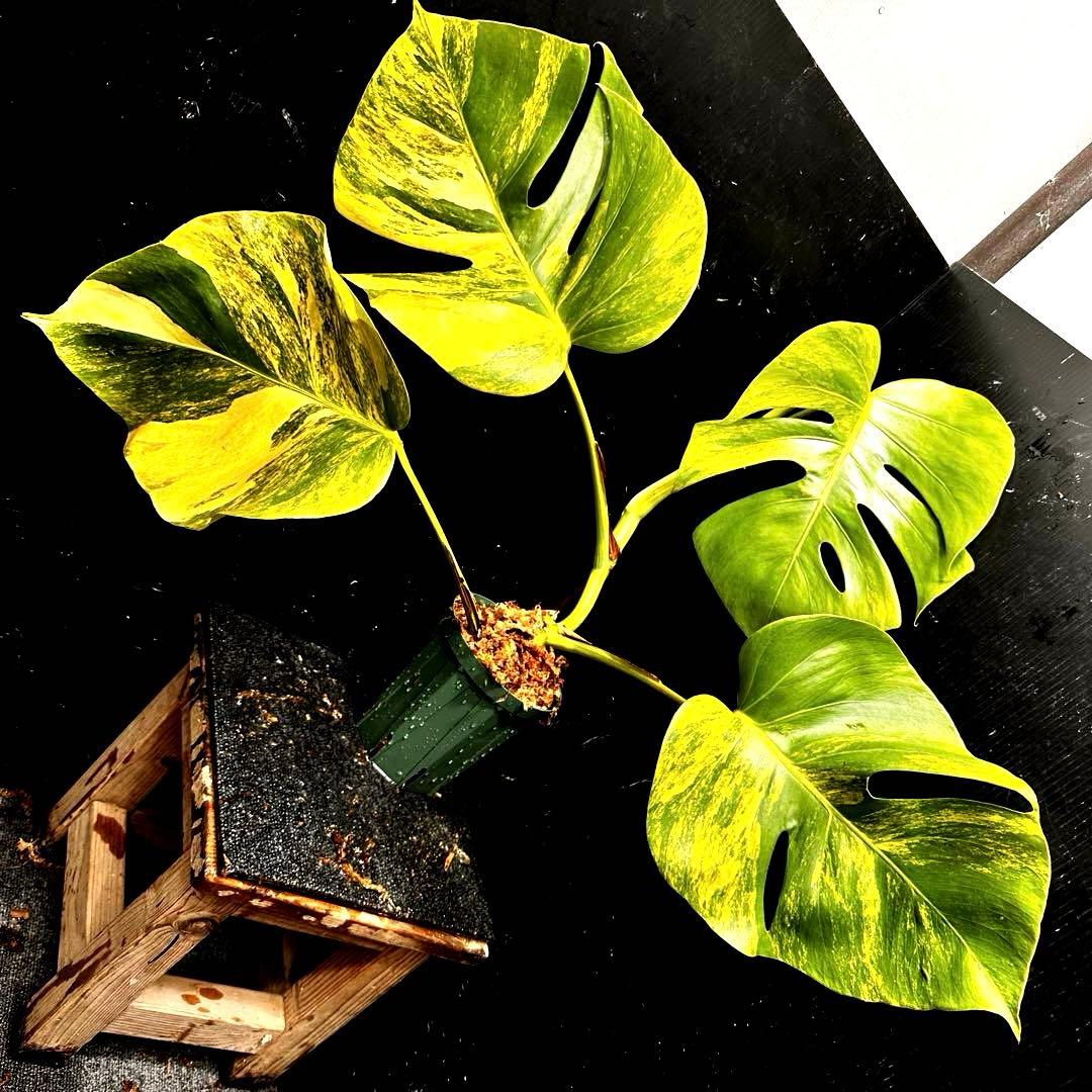 テ*ラ様 斑入りモンステラボルシギアナオーレア黄斑4号鉢植えcm発根済み安心株