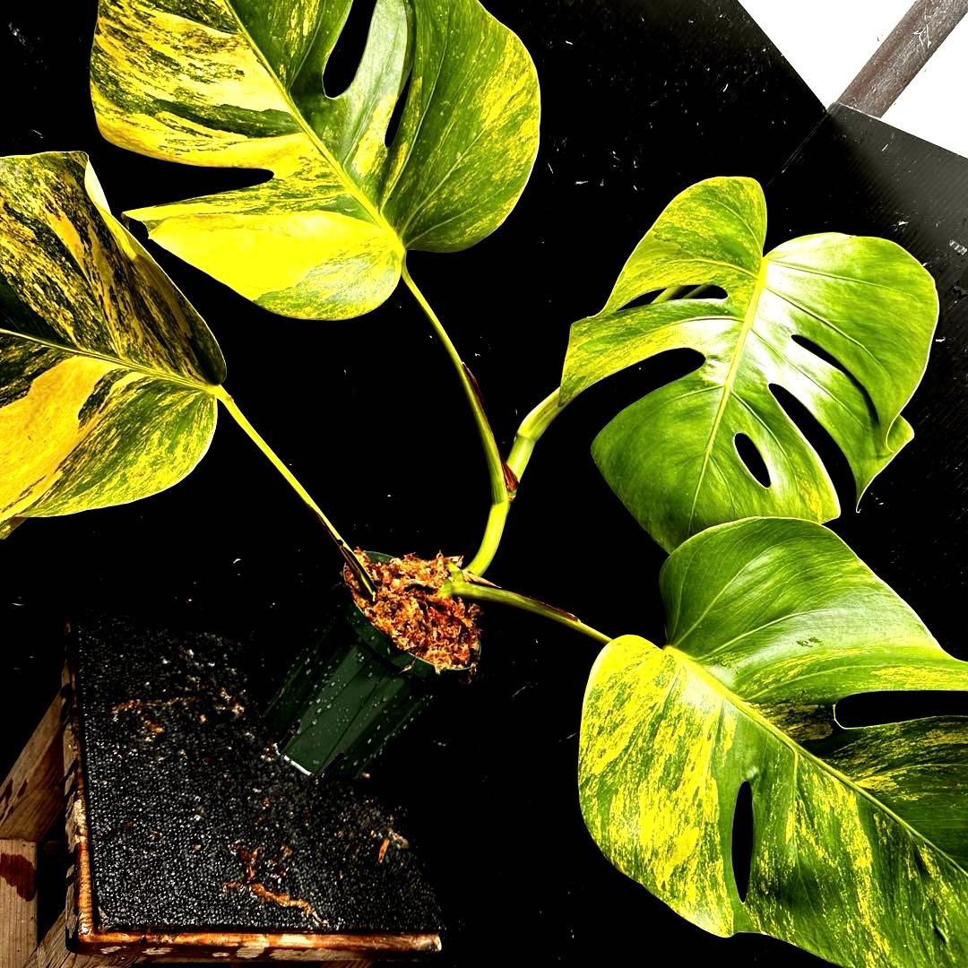 テ*ラ様 斑入りモンステラボルシギアナオーレア黄斑4号鉢植えcm発根済み安心株