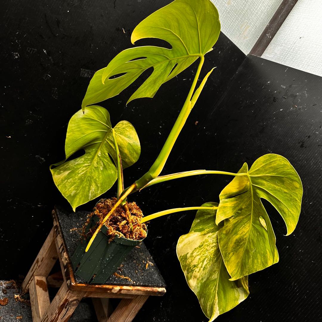 テ*ラ様 斑入りモンステラボルシギアナオーレア黄斑4号鉢植えcm発根済み安心株