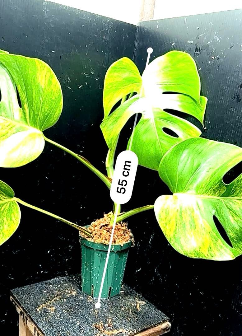 テ*ラ様 斑入りモンステラボルシギアナオーレア黄斑4号鉢植えcm発根済み安心株