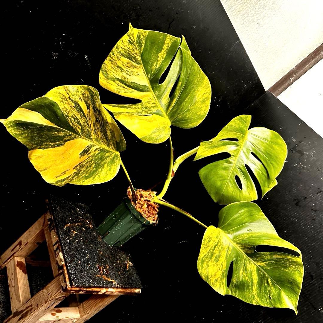 テ*ラ様 斑入りモンステラボルシギアナオーレア黄斑4号鉢植えcm発根済み安心株