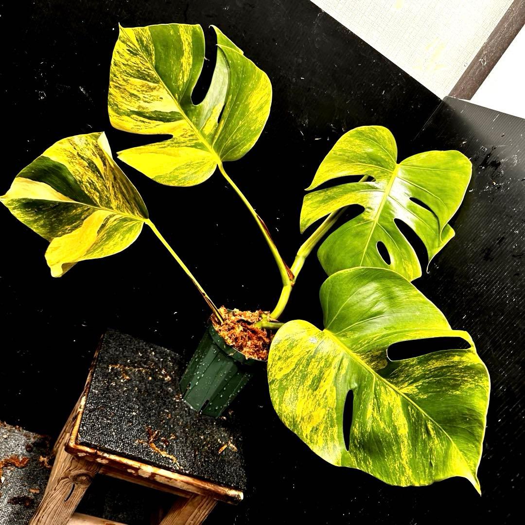 テ*ラ様 斑入りモンステラボルシギアナオーレア黄斑4号鉢植えcm発根済み安心株