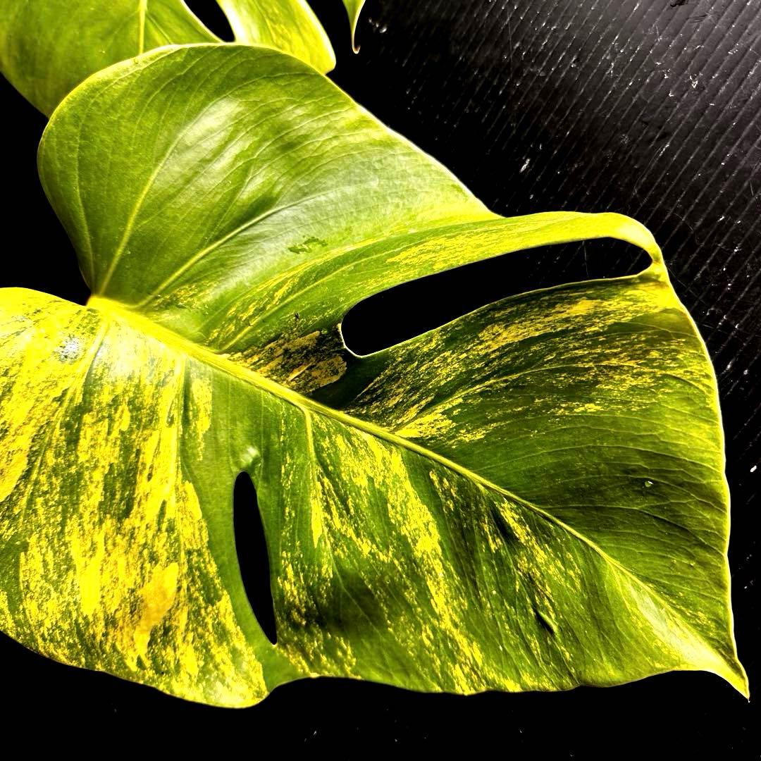 テ*ラ様 斑入りモンステラボルシギアナオーレア黄斑4号鉢植えcm発根済み安心株