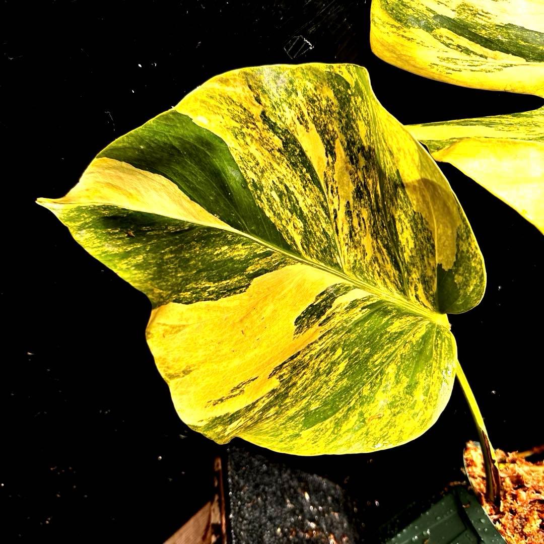 テ*ラ様 斑入りモンステラボルシギアナオーレア黄斑4号鉢植えcm発根済み安心株