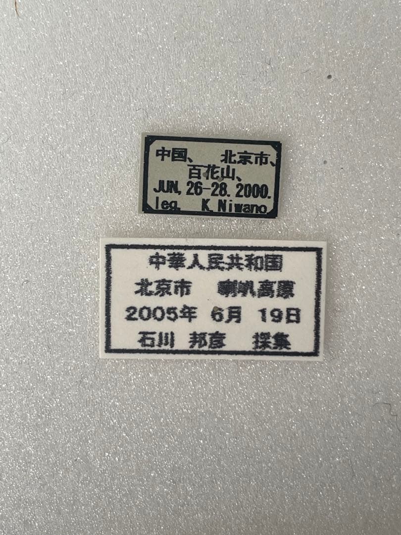 【ペア】オオイチモンジ（北京産）