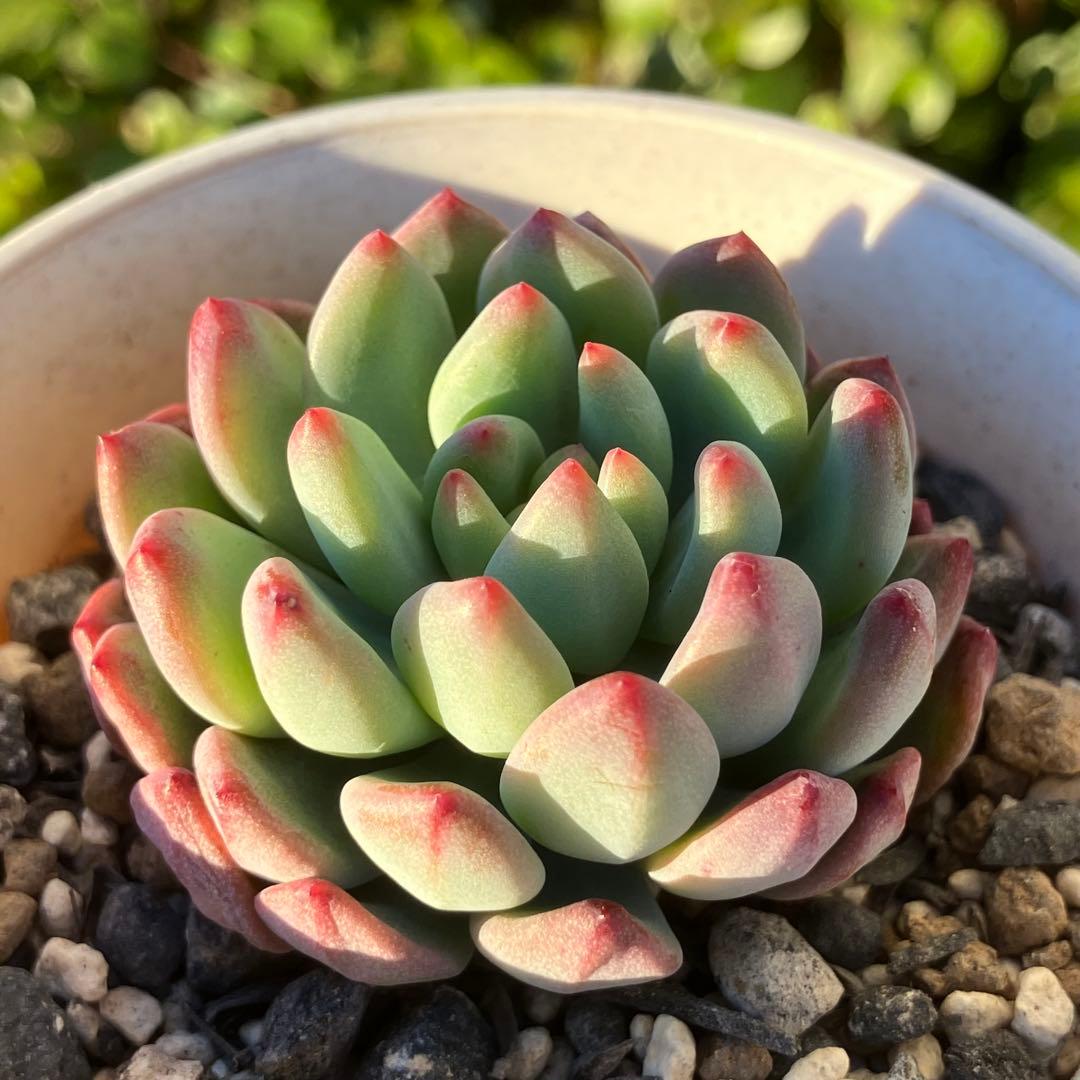 ブルーエルフ【カット】多肉植物