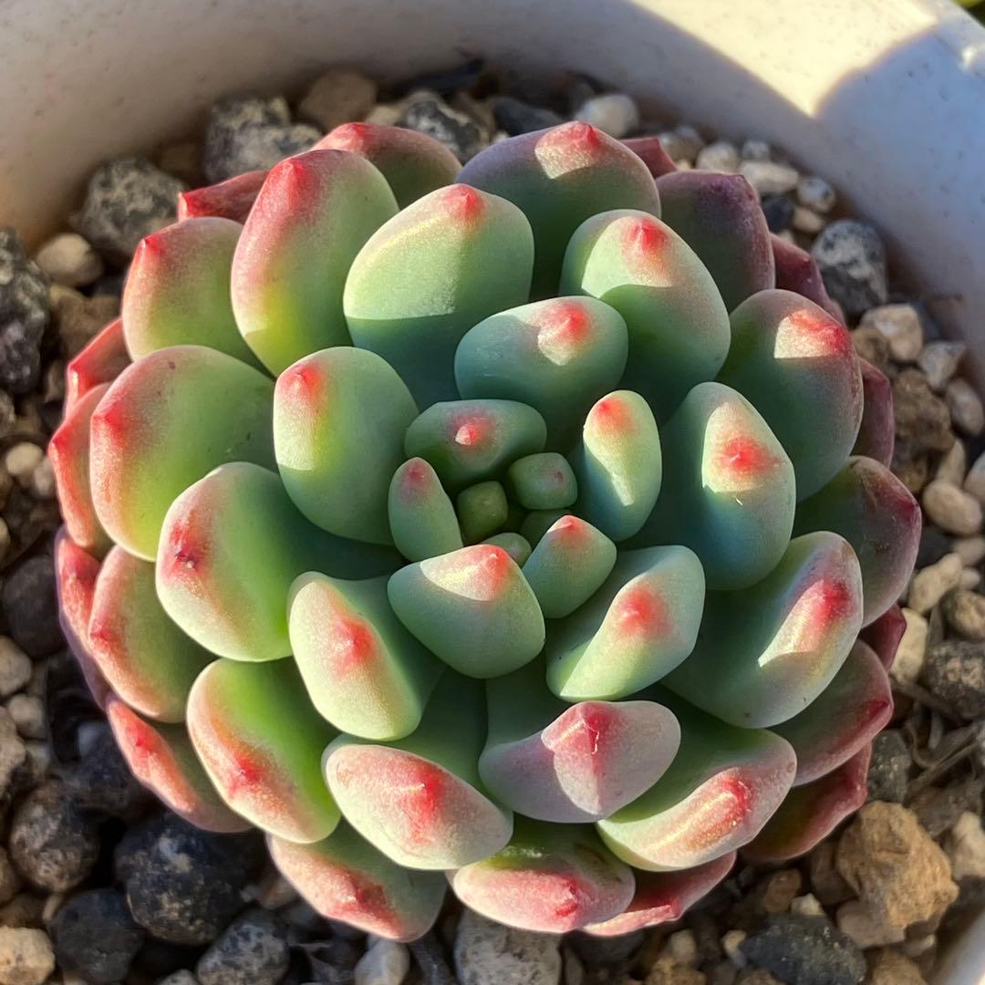 ブルーエルフ【カット】多肉植物