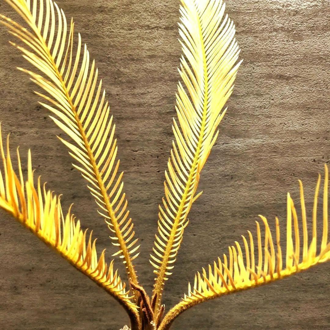 ゆ*ん様 黄金ソテツ　ソテツ　蘇鉄　黄金蘇轍　サイカス 塊根