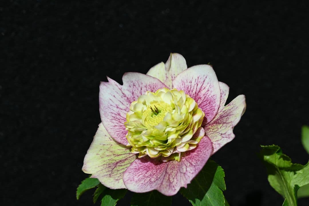 クリスマスローズ　珍品！認定モーリー プリマヴェーラ　加藤農園