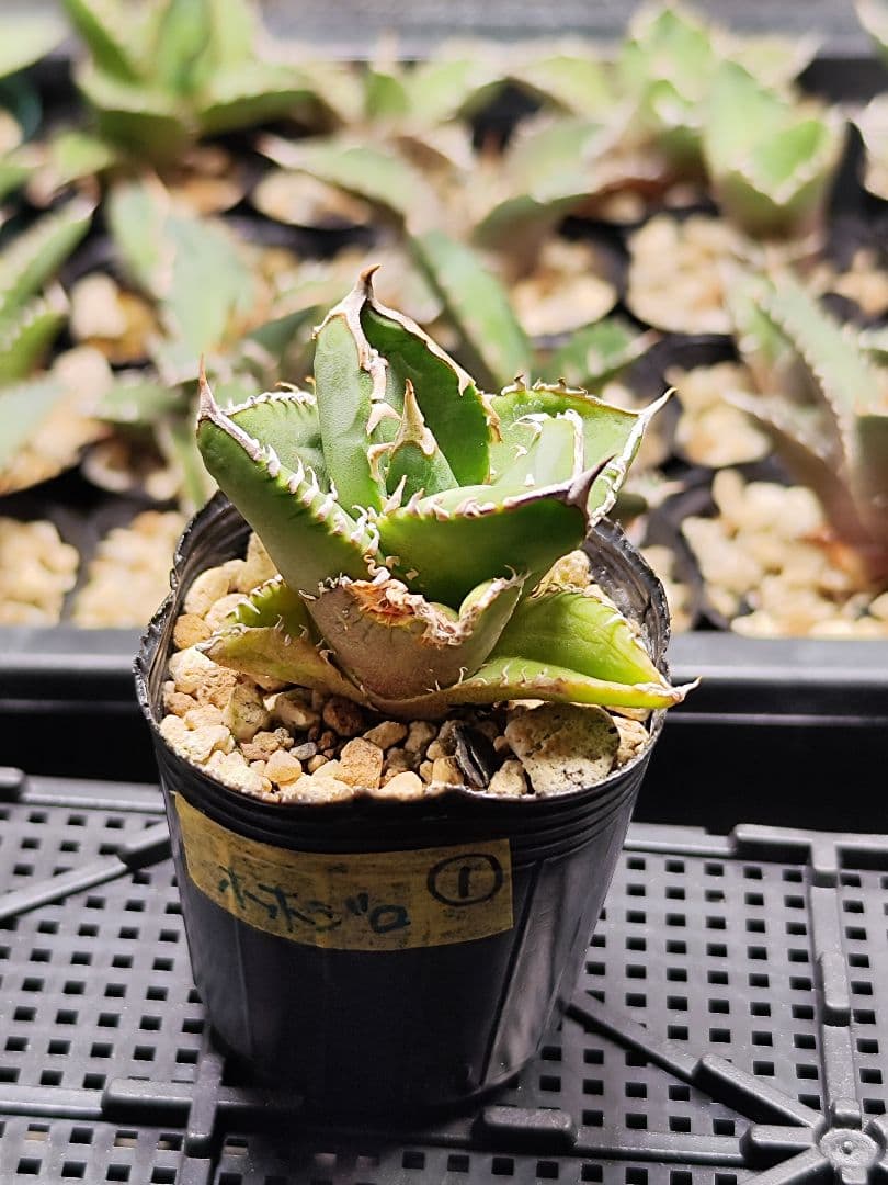 アガベ チタノタ 大白鯊 子株 lize産