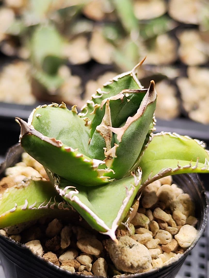 アガベ チタノタ 大白鯊 子株 lize産