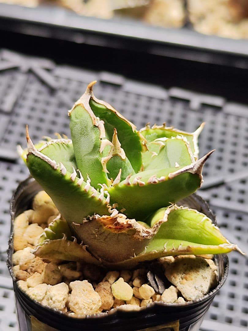 アガベ チタノタ 大白鯊 子株 lize産