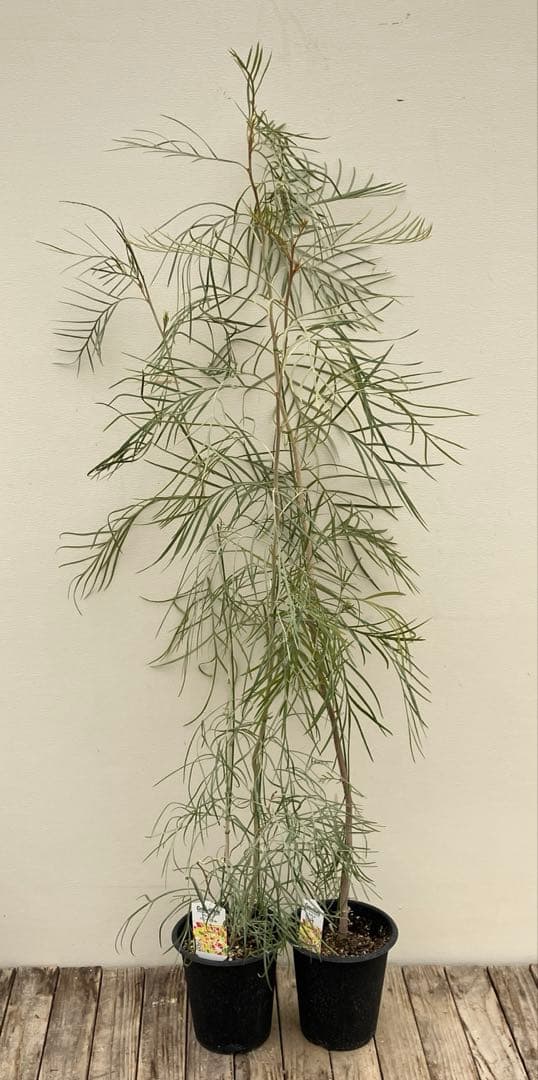 グレビレア2種類セット　シルビア、ハニージェム　常緑樹