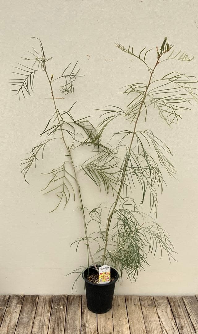 グレビレア2種類セット　シルビア、ハニージェム　常緑樹