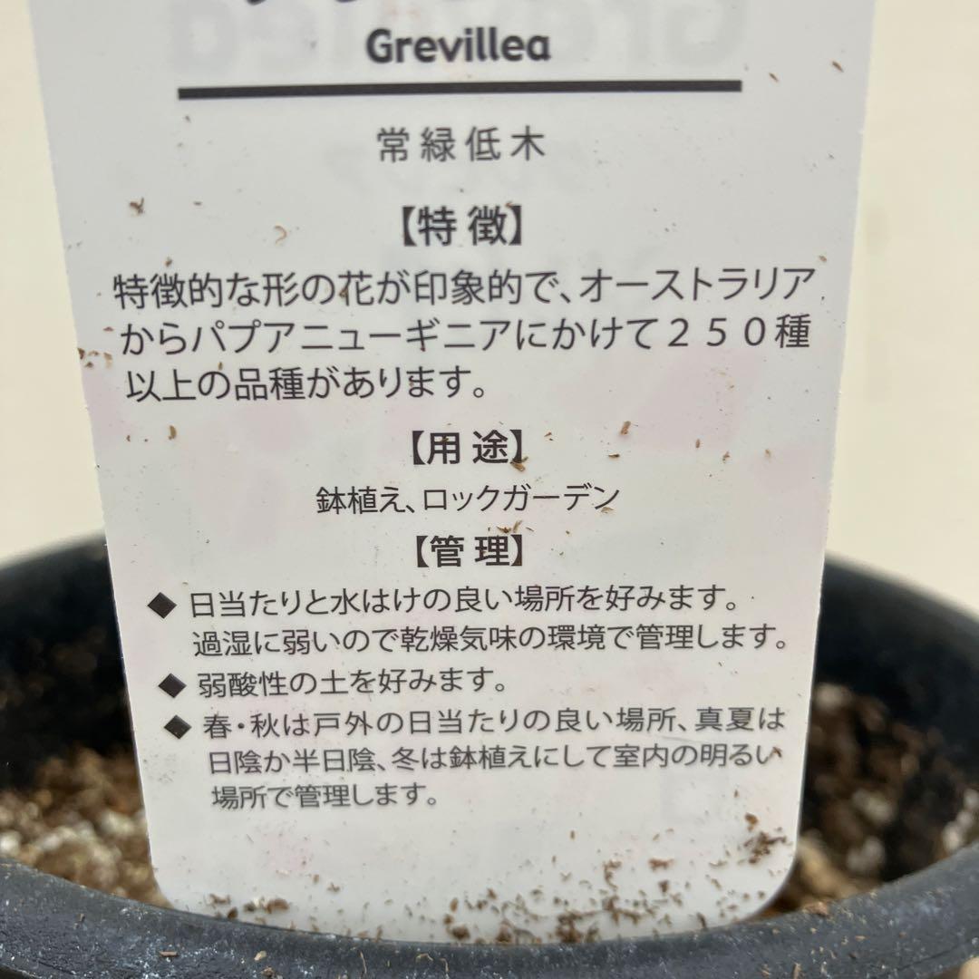 グレビレア2種類セット　シルビア、ハニージェム　常緑樹