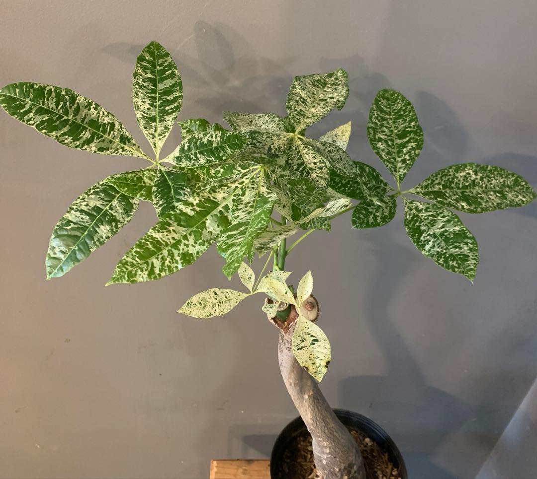 パキラ ミルキーウェイ 11