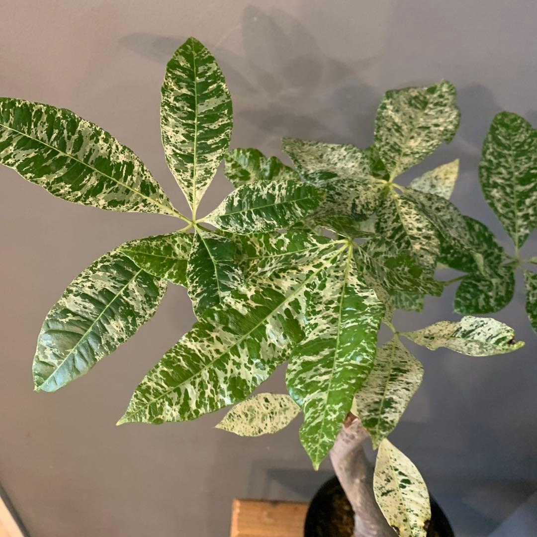 パキラ ミルキーウェイ 11