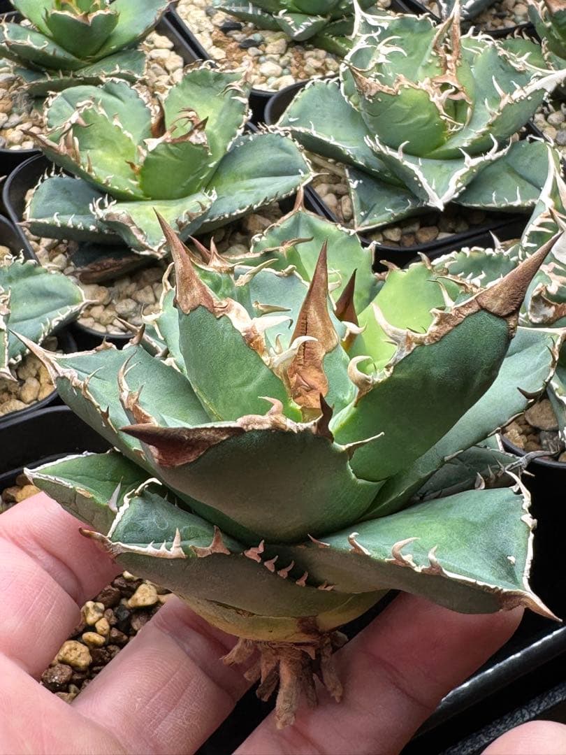 アガベ　チタノタ　白犀牛