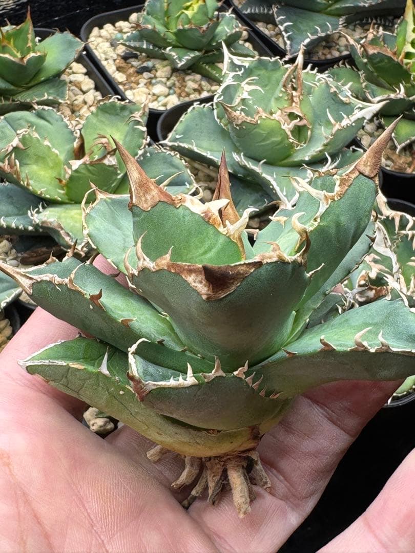 アガベ　チタノタ　白犀牛