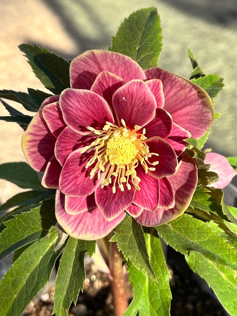 クリスマスローズ　認定タグ付き　ソレイユ　イエローベース　dd