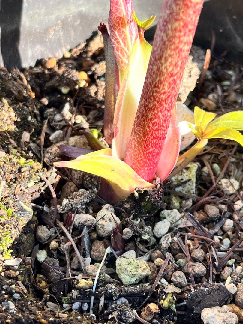 クリスマスローズ　認定タグ付き　ソレイユ　イエローベース　dd