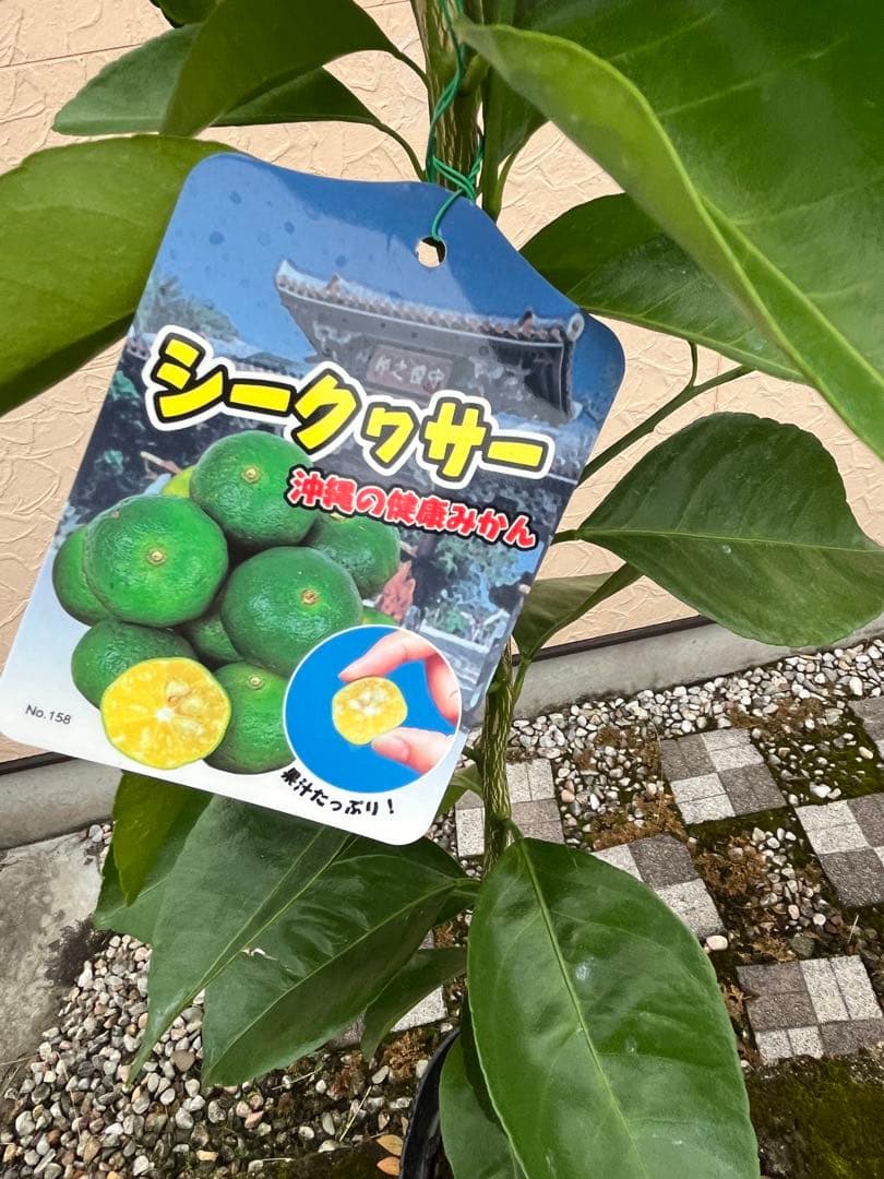 シークヮーサー(ヒラミレモン)大苗 接ぎ木苗木 2年