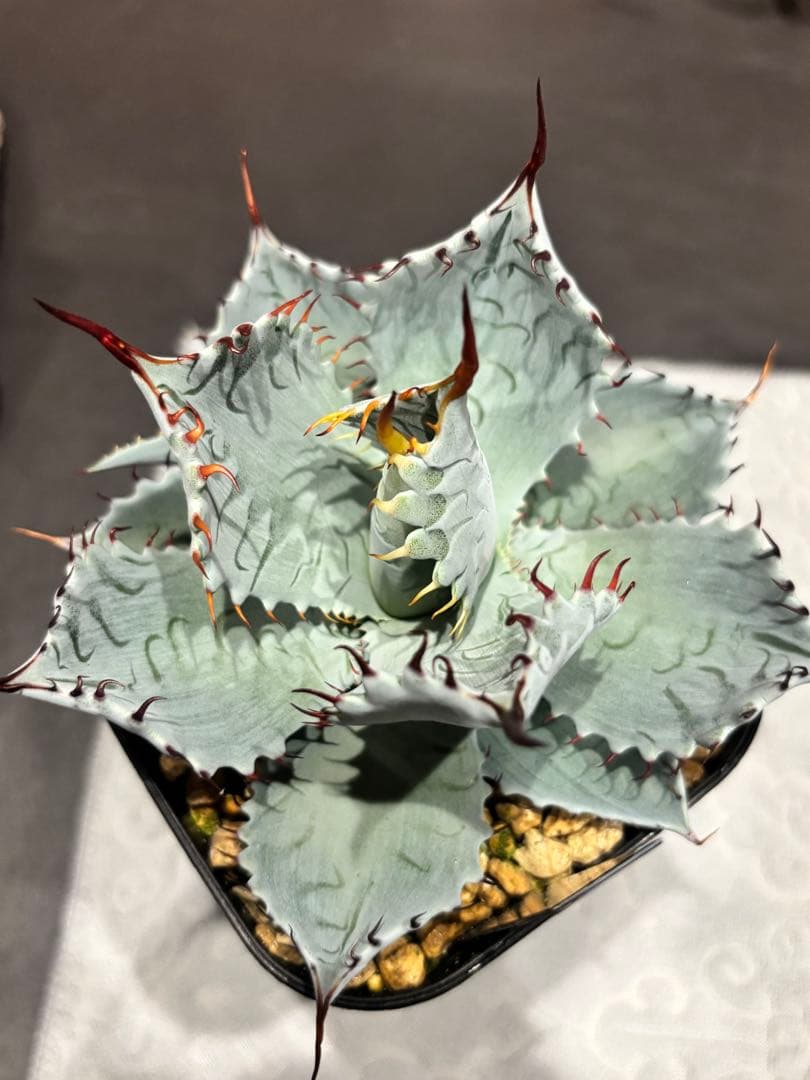 アガベ 甲蟹屈原 子株 発根済 特白 青葉 陽炎 狂刺 ハイブリッド ②