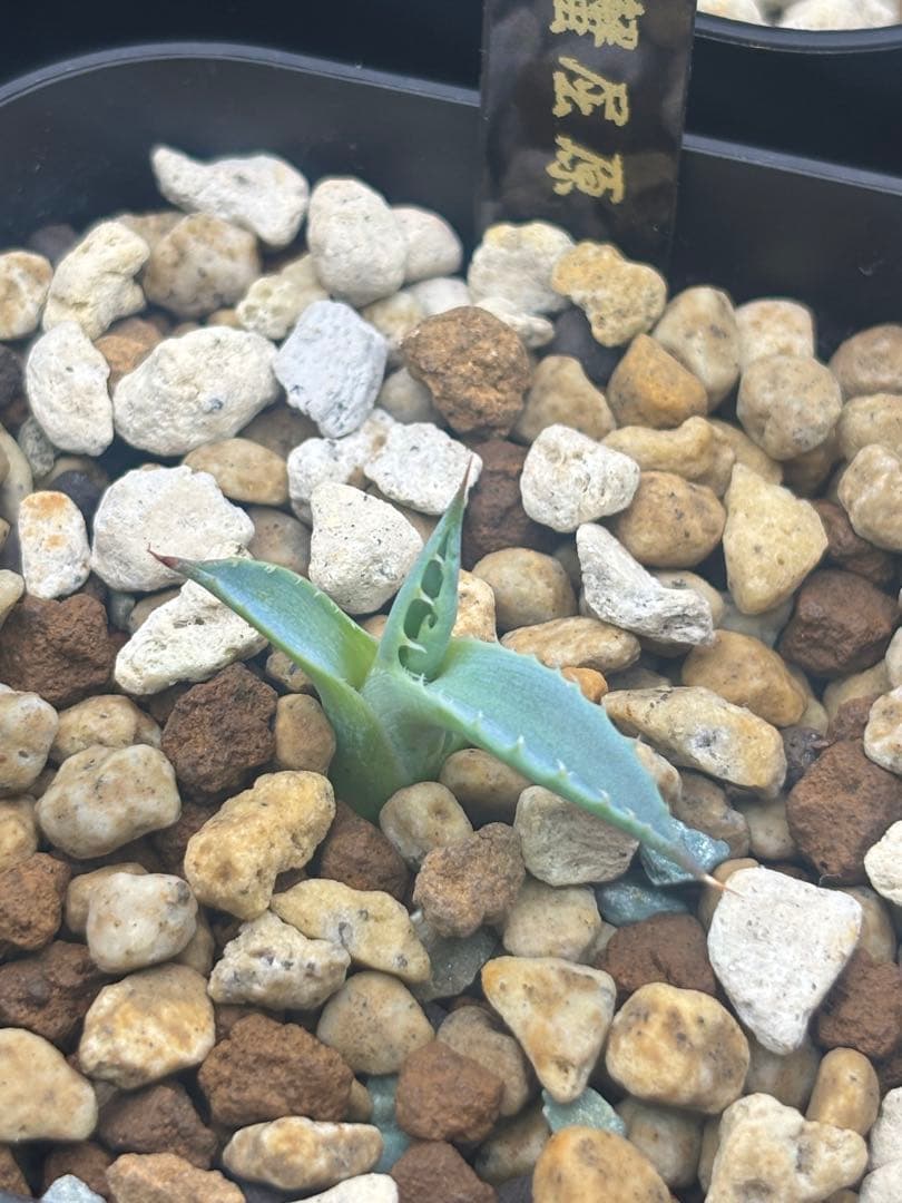アガベ 甲蟹屈原 子株 発根済 特白 青葉 陽炎 狂刺 ハイブリッド ②