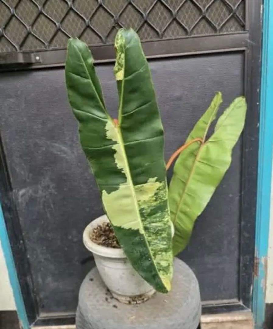 フィロデンドロン・ビレッティアエ 斑入り（大株)