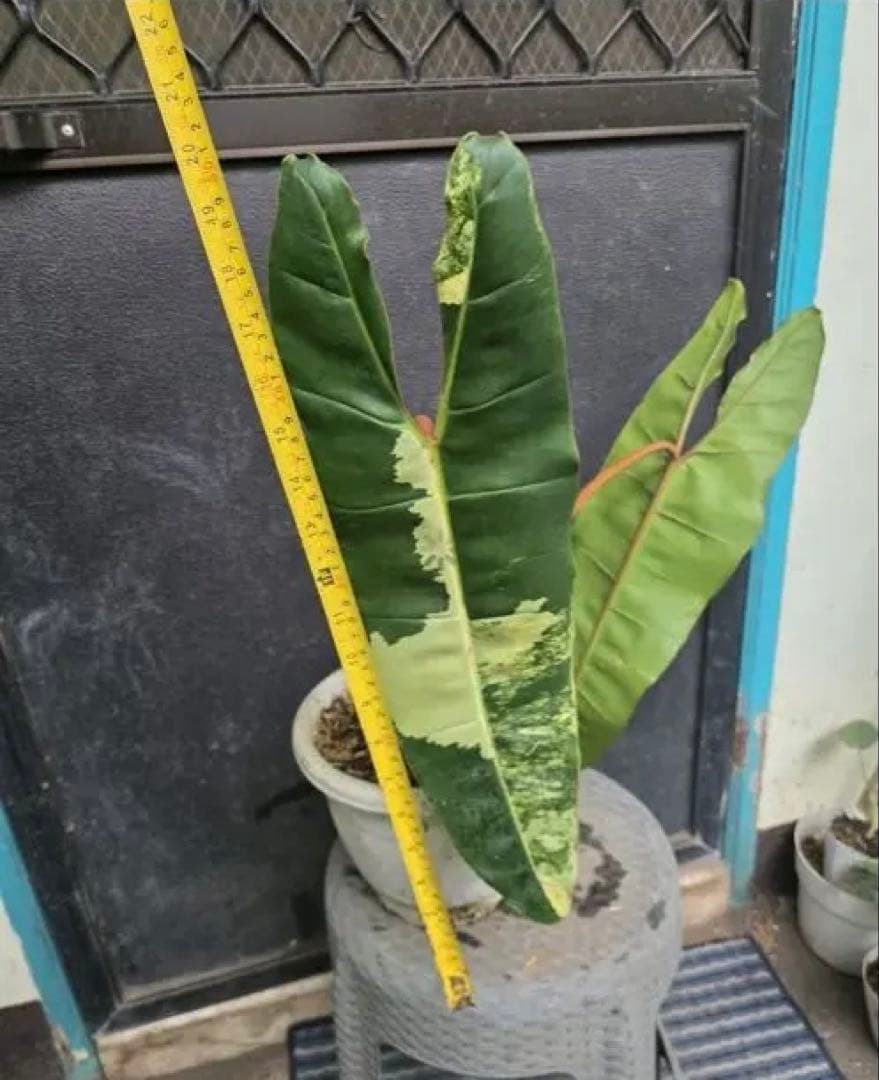 フィロデンドロン・ビレッティアエ 斑入り（大株)