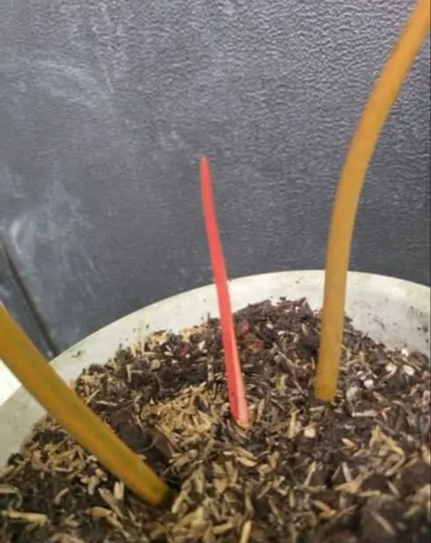 フィロデンドロン・ビレッティアエ 斑入り（大株)