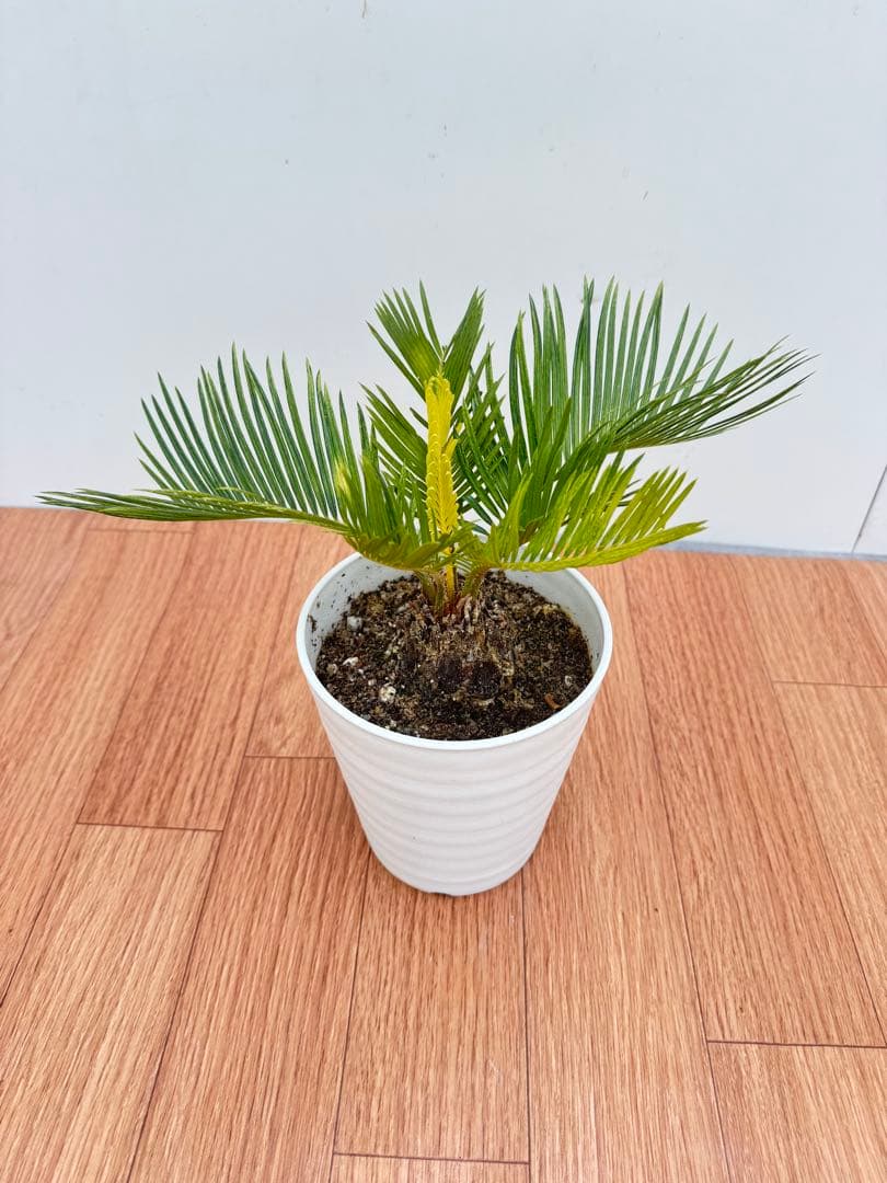 斑入り　ソテツ　蘇轍　12